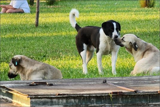 AHMETÇİK’TEKİ KÖPEKLER ÇOCUKLARA SALDIRDI