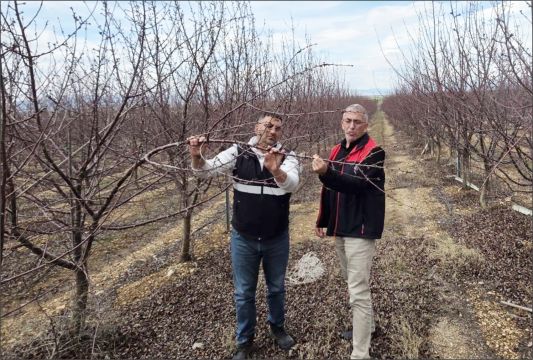 Kıralan’da Dolu Zararı: Meyve Ağaçlarında Hasar Tespiti Yapıldı Tarım Ekipleri Sahada İnceleme Gerçe